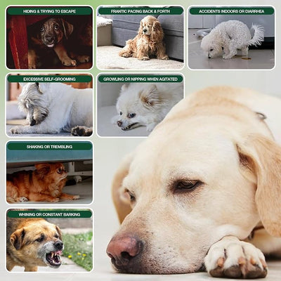 Неmр Calming Chews for Dogs - Dog Calming Chews - Anxiеty Rеlief Treats - Helps with Separation, Strеss Rеlief, Dog Treats with Valerian Root, L-Tryptophan 120 Soft - Chicken Flavor