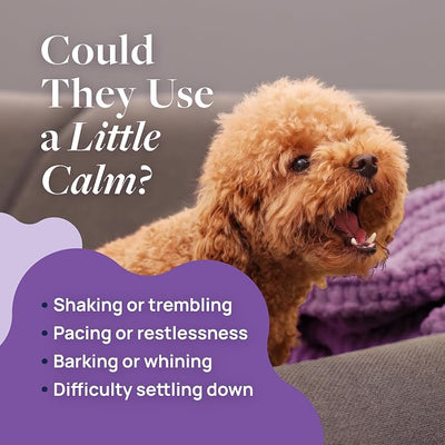 Veterinary Formula Pet Calm 60ct – Vet-Formulated Calming Chews for Dogs with L-Theanine, L-Tryptophan for Behavior Support, Relaxation Treats, Puppy Chews for Stressful Situations, Dog Calming Aid