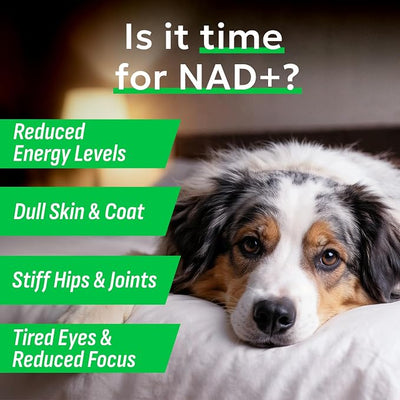 BARK&SPARK NAD+ for Dogs - Advanced Longevity Formula for Healthy Aging - Resveratrol, Quercetin & Nicotinamide - NMN Alternative for Senior Dog Vitality & Brain Health - Peanut Butter - 90 Ct