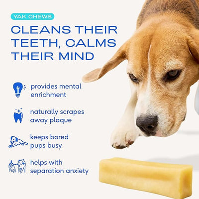 Native Pet Yak Cheese Himalayan Dog Chews - Long Lasting Dental Sticks for Large Breeds – 100% All Natural Himalayan Yak Chews for Large Dogs – Cheese Bone for Aggressive Chewers - 3 Per Pack