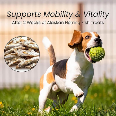 Gluten Free Herring Dried Fish Pet Treats Pure Wild-Caught & Single Ingredient Snack Healthy Dog Treats, Made in Alaska Just The Rich in Protein Fish & Nothing Else (3.5 Oz Bag)