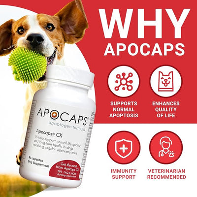 Apocaps CX Vet-Formulated Apoptogen Formula for Dogs - Milk Thistle, Turmeric Curcumin, Apigenin & Luteolin - Supports Normal Apoptosis, Immune & Liver Function - Senior Dogs - 90 Capsules