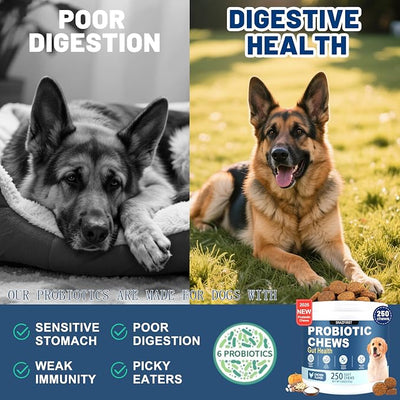 Probiotics for Dogs, Dog Probiotics Chews for Digestive Health &Gut Health | Improve Immune System,Constipation Diarrhea Relief, 6 Billion CFU Multi-Strain,Pumpkin,Full Enzymes,250 chews Chicken Flavor