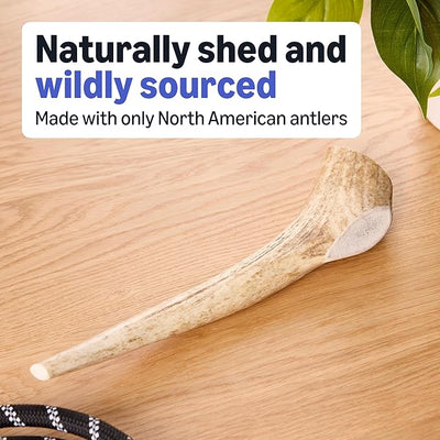 Amazon Basics Elk Antler - Whole - Long Lasting for Aggressive Chewers - X-Large 9.5-10.5 inches (Best for Dogs Over 45 lbs) (Previously Wag)