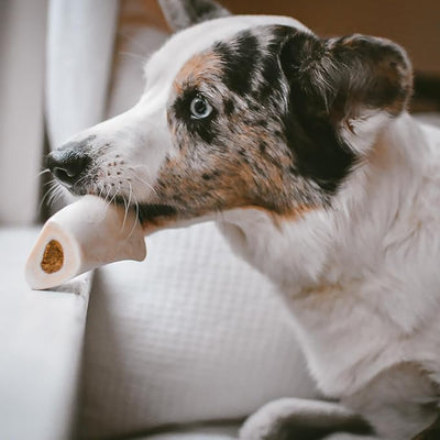 Cadet Stuffed Shin Bone, Long-Lasting Dog Chew Bones for Aggressive Chewers, High Protein Filled Bone Dental Chew for Dogs, Chicken Flavor Filling, 3-4" for Small Dogs