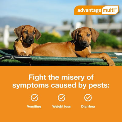 Advantage Multi Topical Solution for Dogs 6 Doses, 20.1-55 lbs (Red)