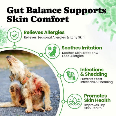 Probiotics for Dogs - Digestive & Gut Health for Sensitive Stomachs ，Dog Probiotics Powder for Skin & Coat, Breath and Immunity with 11 Strains, 4 Prebiotics, 5 Enzymes, Pumpkin, 60 Packets, Chicken