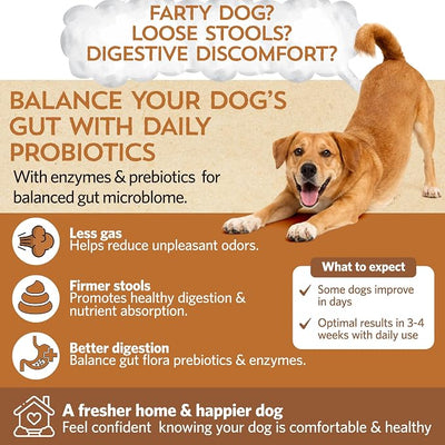 Fidobiotics Good Guts Probiotics for Dogs – Dog Probiotic Powder for Digestive Health, Gas Relief & Firmer Stools, 12B CFUs, Enzymes & Prebiotics, Large Dogs, Puppies & Adults, Pack of 2