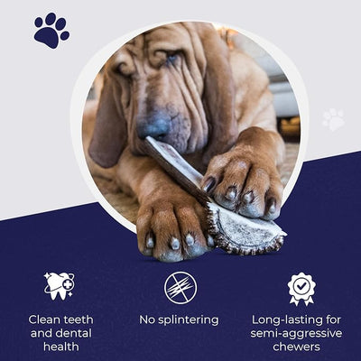 Devil Dog Pet Co. Split Elk Antlers for Dogs, Natural Dog Chew with Exposed Marrow - Long Lasting and Odor Free - USA Sourced - Cleaner Teeth, Anxiety & Boredom Relief - Medium 5"+ 2 Pack