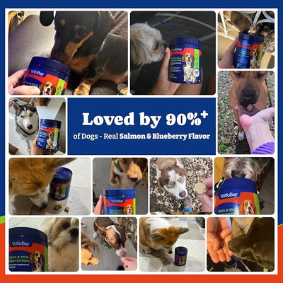 Flea and Tick Prevention for Dogs Chewable - 180 Soft Chews, Salmon & Blueberry Flavor - Dog Flea and Tick Treatment Chewable, Natural Defense- Dog Immune Support Supplement