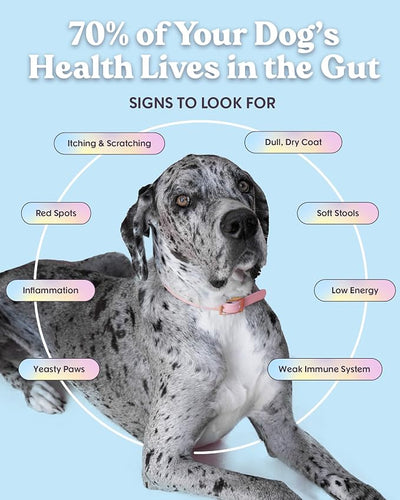Bundle x Joy Leash & Load Beef Jerky for Dogs - 16 Oz Bag, Natural Superfood - Corn, Poultry, Soy & Grain Free Beef Dog Treats Made in USA Only