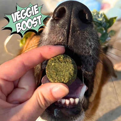 Chippin Healthy Dog Treats, All Natural Crunchy Biscuits with Real Spirulina, Kale, Oats, No Meat, Hypoallergenic, Vegan Treats for Puppy, Small, Large Dogs