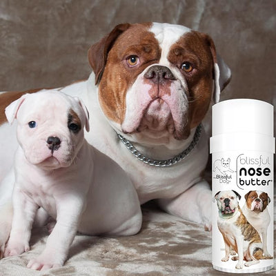 The Blissful Dog American Bulldog Nose Butter, Versatile Dog Nose Balm for Dry Nose, Handcrafted Nose Moisturizer, Easy-to-Apply Dog Essentials, Unscented, 2.25 oz.