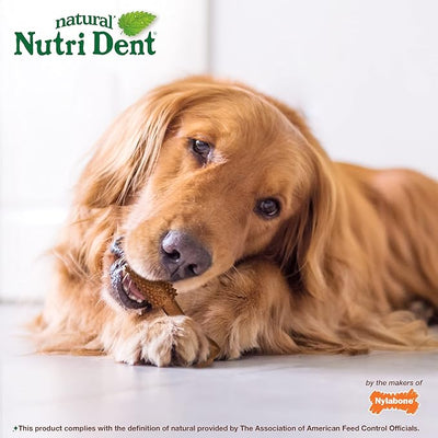 Nylabone Nutri Dent Dog Dental Chews - Natural Dog Teeth Cleaning & Breath Freshener - Dental Treats for Dogs - Filet Mignon Flavor, Large (20 Count)