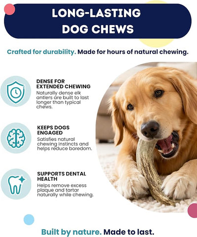Onward Hound Elk Antlers for Dogs, 8 Inch+ XL Whole Antler Chew, Natural Dog Antler for Aggressive Chewers, Long Lasting Dog Chew, Single Ingredient, Low Odor No Greasy Mess, Made in USA, 1-Pack