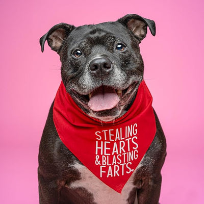 Stealing Hearts & Blasting Farts Dog Bandana (Hot Pink)