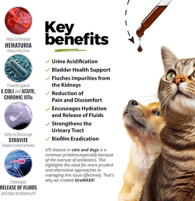 UroMAXX, Cat & Dog Urinary Tract Treatment, Bladder & Kidney Support for Dogs and Cats, Powerful Yet Gentle Pet Care, with Liquid Cranberry & Glucosamine, Chicken Flavor, 6 oz Bottle, 3 Pack