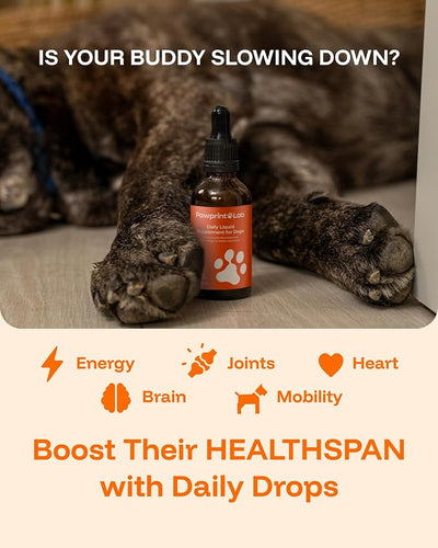 Dog Longevity Supplement NAD+ & NMN - Joint Health, Vitality & Healthy Aging - Nano liposomal Technology - Easy to Give Every Day - Better Absorption - Resveratrol - CoQ10
