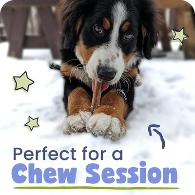 Pawstruck Bully Sticks for Dogs 6" Long Lasting Rawhide Free Dental Chews Single Ingredient 100% Real Beef Pizzle Dog Treats 5-Pack Bonus Bag Low Odor Premium Quality | Long Lasting, Rawhide Free Dental Chews, Single Ingredient 100% Real Beef Pizzle, L...