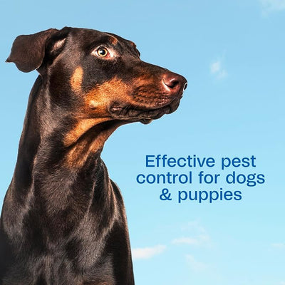 ADAMS Plus Flea & Tick Foaming Shampoo & Wash for Dogs & Puppies, Flea Shampoo to Treat Flea Infestations, Kills Ticks, Fleas, Flea Eggs & Lice, Cleans and Conditions Coat, 10 Ounces