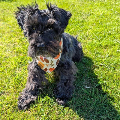 Fall Dog Bandana for Small Medium Large Dogs, Pumpkin Plaid Design, Premium Reversible Soft Breathable Adjustable Scarf, Pet Accessory Girl or Boy Gift FW4