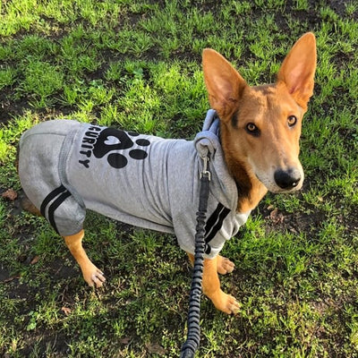 Dog Hoodie Security Clothes 4 Legs Jumpsuit Sweatshirt Hoodies Soft & Warm Dog Outfit Pullover Winter Clothes Dog Sweater for Small Medium Large Dogs Cats (Gray, Large)