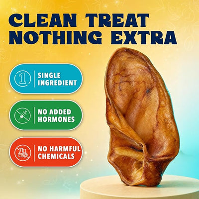 FETCHERONI Whole Pig Ears for Dogs - Single Ingredient Pig Ears Dental Chews for Dogs - Thick Cut Pet Chew Treats for Small or Large Breed, Teeth and Gums, No Added Hormones or Chemicals, Pack of 15