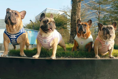 iChoue English Bulldog 100% Breathable Cotton Striped T Shirts Halloween Vest Clothes for Medium Dogs Tank Tops French Frenchie Pug Boston Terrier Pitbull Pink White Stripes - XXLarge