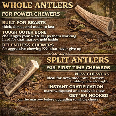 Elk Antlers for Dogs – Medium Whole (6-7.5 Inch), Durable Chew for Aggressive Chewers, USA Sourced, Naturally Shed & Ethically Harvested