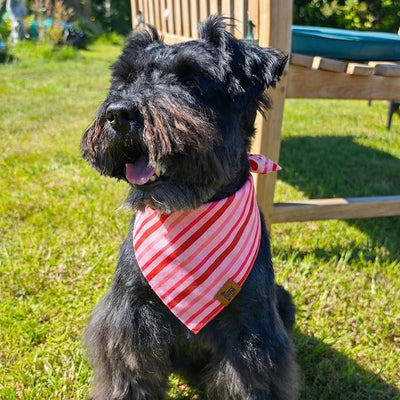 Valentine Dog Bandana, Reversible Heart Stripes Design, Soft Breathable Adjustable Scarf for Small Medium Large Dogs, Boy Girl Cute Holiday Outfit Accessory Gift