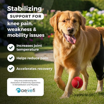 Ortocanis Dog Knee Brace for Hind Leg Support – Flexible Neoprene Knee Brace for Dogs with Joint Instability, Torn ACL, Limping or Osteoarthritis – Comfortable Support for Recovery (XL, Right Leg)