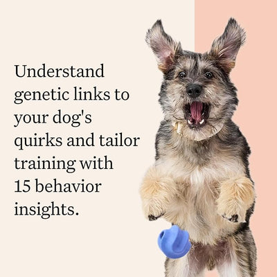 Wisdom Panel Premium Dog DNA Testing Kit - Most Comprehensive Test - 265+ Health Tests, 430+ Dog Breeds, 50+ Traits, Relatives, Ancestry, 2 Pack