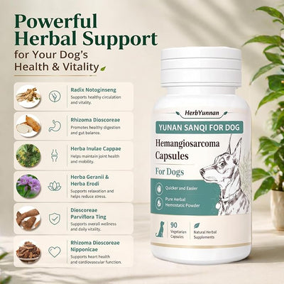 Yun nan Sanqi Capsules for Dogs - Pure Root Powder with Ajuga for Hemangiosarcoma, Hemoabdomen, Pericardial Effusion, Ulcer-Related Bleeding, Cancer Bleeding, Severe Bruising - 90 Capsules
