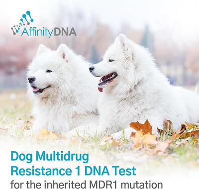 Dog Multidrug Resistance 1 (MDR1) DNA Test Kit | Home Sample Collection Kit for 1 Canine | Puppy MDR1 Testing Kits | Results in 7 Working Days | A Complete Kit with No Extra Fees