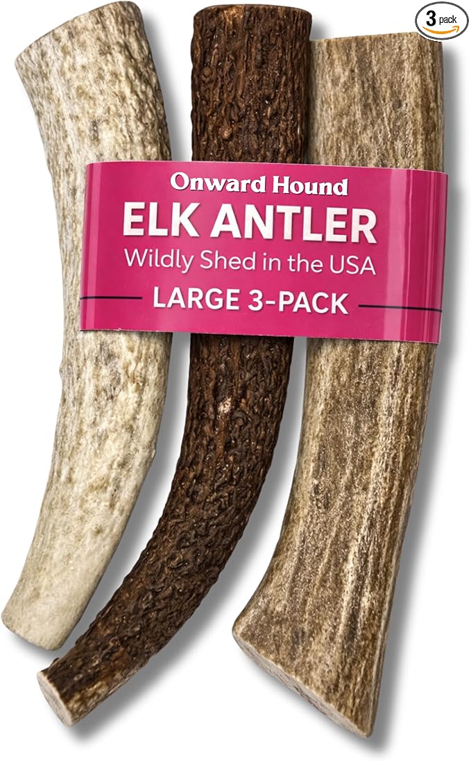 Onward Hound Elk Antlers for Dogs, 7 Inch+ Large Whole Antler Chews, Natural Dog Antlers for Aggressive Chewers, Long Lasting Dog Chew, Single Ingredient, Low Odor No Greasy Mess, Made in USA, 3-Pack