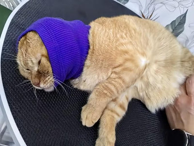 Soothing Cat Ear Wrap,Anxiety & Stress Relief - Cat Head Cover Hematoma Compression Blue S