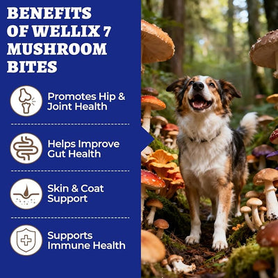 260 Bites Turkey Tail Mushroom for Dogs - Immune, Gut, Skin, Joint Health Mushroom Supplement for Dogs - Turkey Tail for Dog Chews with All Breeds & Sizes - Chicken Flavor Dog Supplements