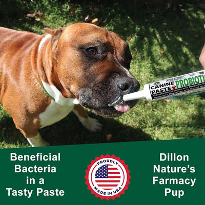 Dogzymes Canine Probiotic Paste Beneficial Bacteria-Enzyme 2.3 Billion CFU/gm Saccharomyces boulardii Organic Dried Honey Powder (60 Gram)