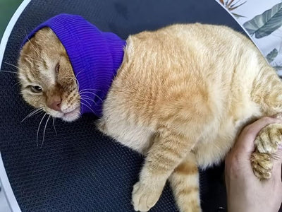 Cat Ear Wrap Noise Protection - Anxiety & Stress Relief Grooming Headband - Ear Wrap for Pets Purple S