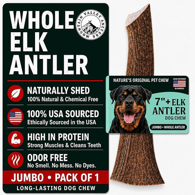 Mountain Valley Elk Antlers for Dogs - 100% Natural & Organic Chew for Aggressive Chewers, No Odor, No Mess, Long Lasting - Wild-Foraged Naturally Shed Antlers in USA - Grade A, Whole Jumbo (1 Pack)