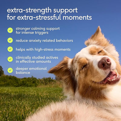 Native Pet Advanced Calming Chews for Dogs - Anxiety Relief, Stress, Separation, Travel & Sleep Support with Melatonin for Dogs, Hydrolyzed Casein, Valerian Root & L-Tryptophan -60 Chews