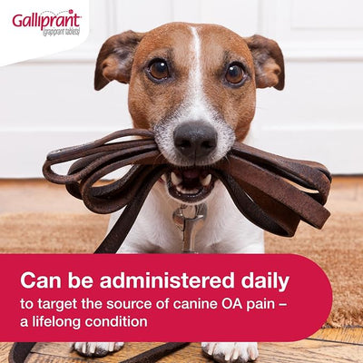 Galliprant Osteoarthritis Pain & Inflammation Control for Dogs | 20mg | 90 Flavored Tablets