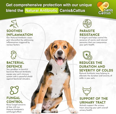 Dog Antibiotics in Drops Work as Cat UTI Treatment, Support Pets with Allergies – Natural Antibiotics for Dogs Care for Digestion and Breathing in All Pet Sizes and Breeds – 2 oz