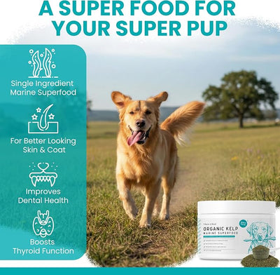 Kelp Supplement for Dogs - 16 oz of Kelp Powder Granules with 5cc Spoon - Good for Healthy Thyroid Function, Reduce Dental Plaque, and Skin Health - Made in the USA