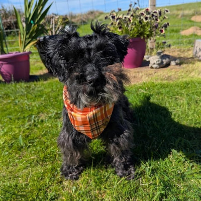 Fall Dog Bandana for Small Medium Large Dogs, Pumpkin Plaid Design, Premium Reversible Soft Breathable Adjustable Scarf, Pet Accessory Girl or Boy Gift FW4