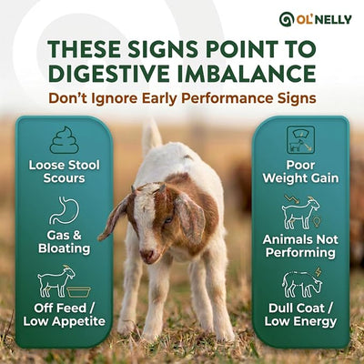 Ruminant Probiotic Paste 80CC for Cattle, Goats & Livestock – Prebiotic + Probiotic 6 Strains,12B CFU, Vitamin E & Minerals – Digestive, Rumen & Immune Support, Calving