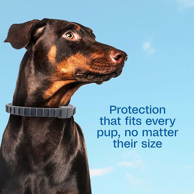 ADAMS Flea and Tick Collar for Dogs & Puppies, Collar for 12-Month Prevention, Kills Fleas, Ticks & Repels Mosquitoes, Excluding California, One Size Fits All Dogs & Puppies, 2 Count