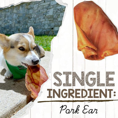 Nature Gnaws Pig Ears for Dogs (8 Count) - Thick Long Lasting for Aggressive Chewers and Large Dogs - Natural Pork Dog Chew Bones - Rawhide Free