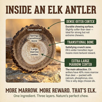 Heartland Elk Antlers for Dogs - Daily Dental Care Chews for Aggressive Chewers to Reduce Plaque & Prevent Destructive Behavior (Splinter Free, Whole, 4", Small, 2-Pack, Grade A, USA Made)