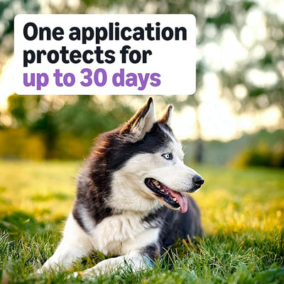 Amazon Basics Flea and Tick Topical Treatment and Prevention for Large Dogs (45-88 lbs), Fast Acting and Long Lasting, 3 Count, Packaging May Vary